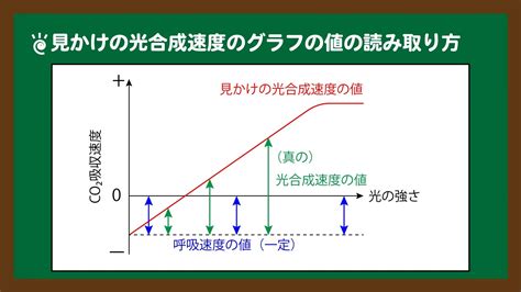 陰樹 陽樹|陽樹・陰樹の光合成速度差の原理的原因 